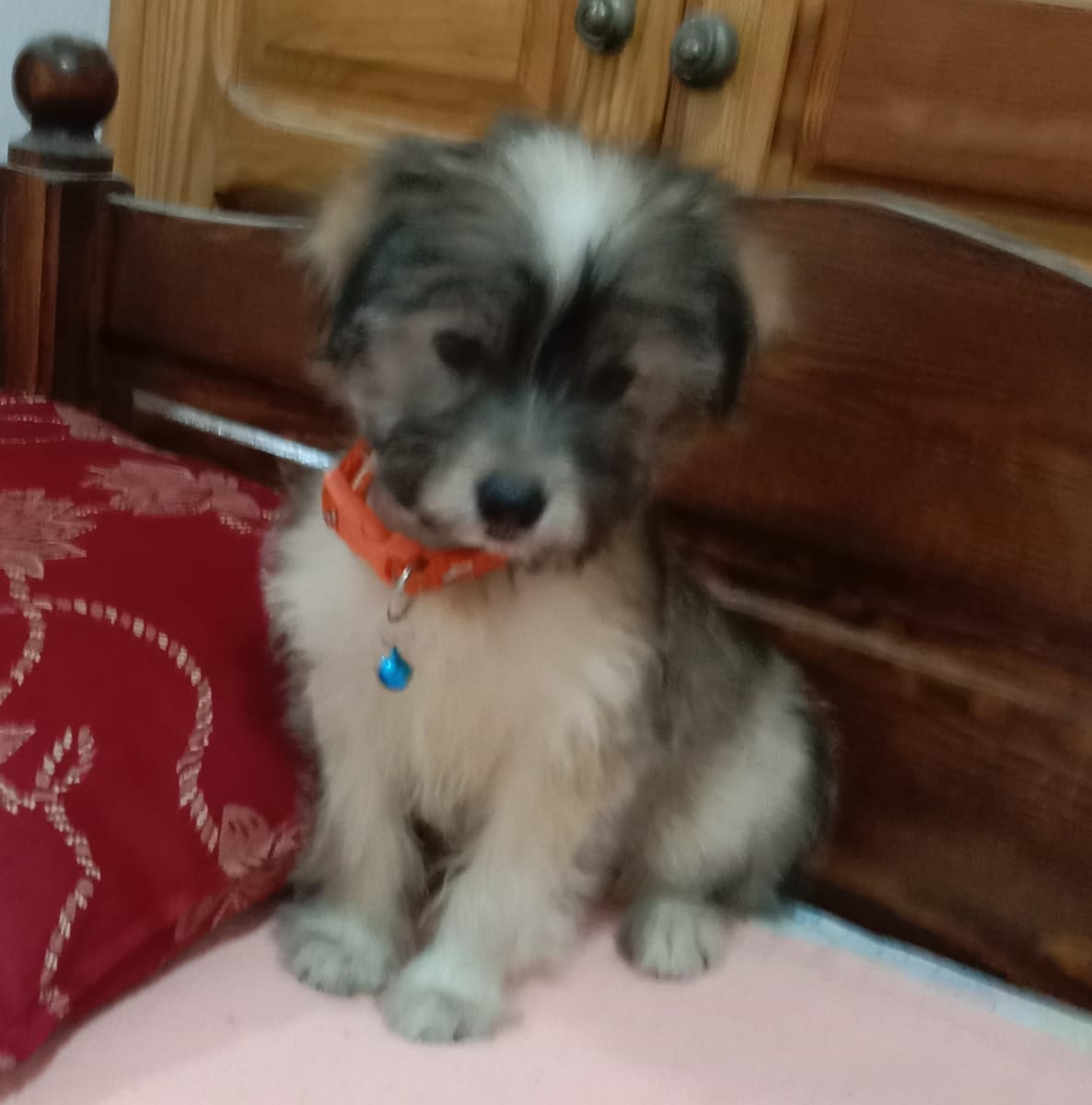 Chiot a vendre - Miniature 2