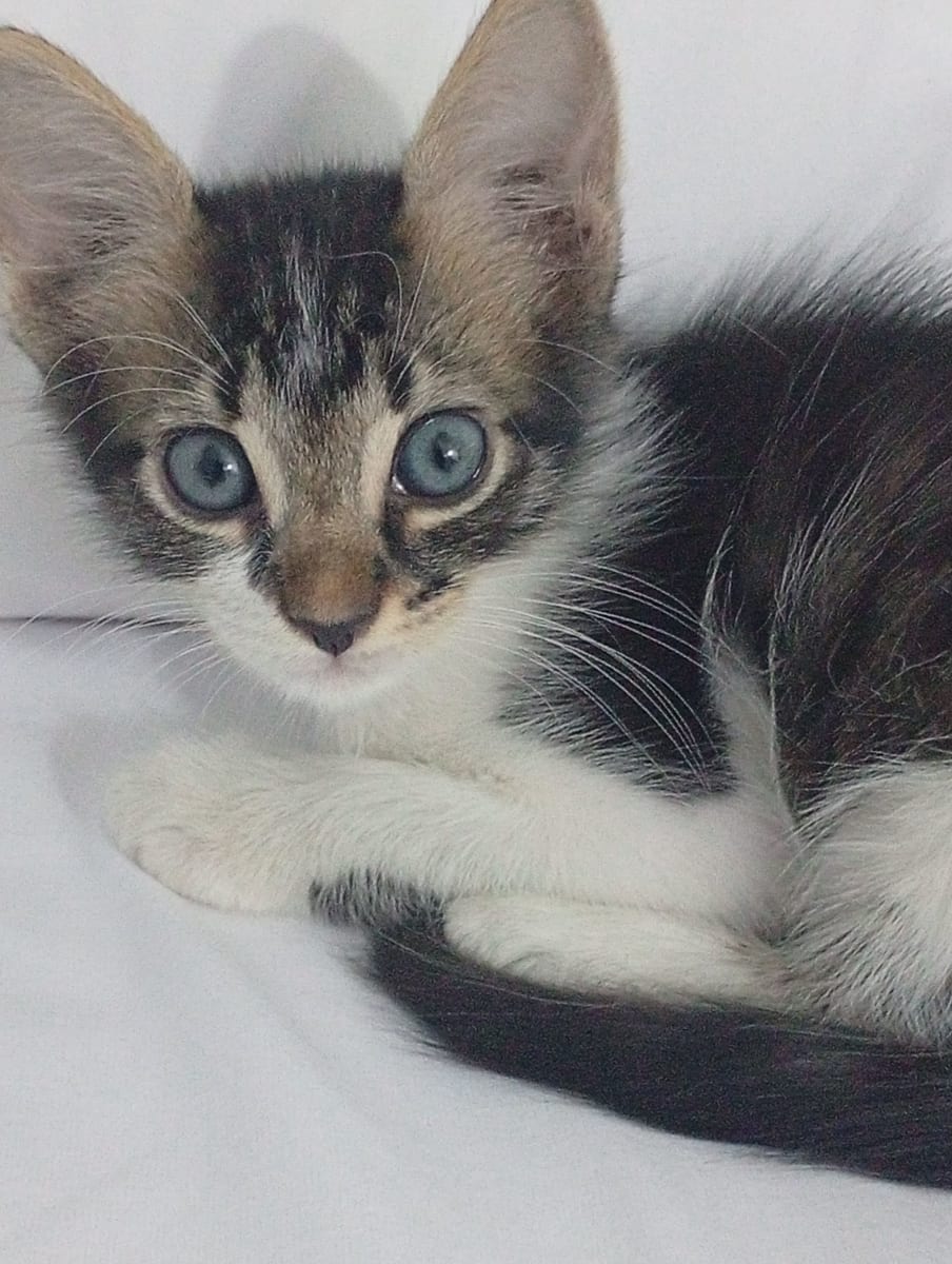 Donne chaton adorable