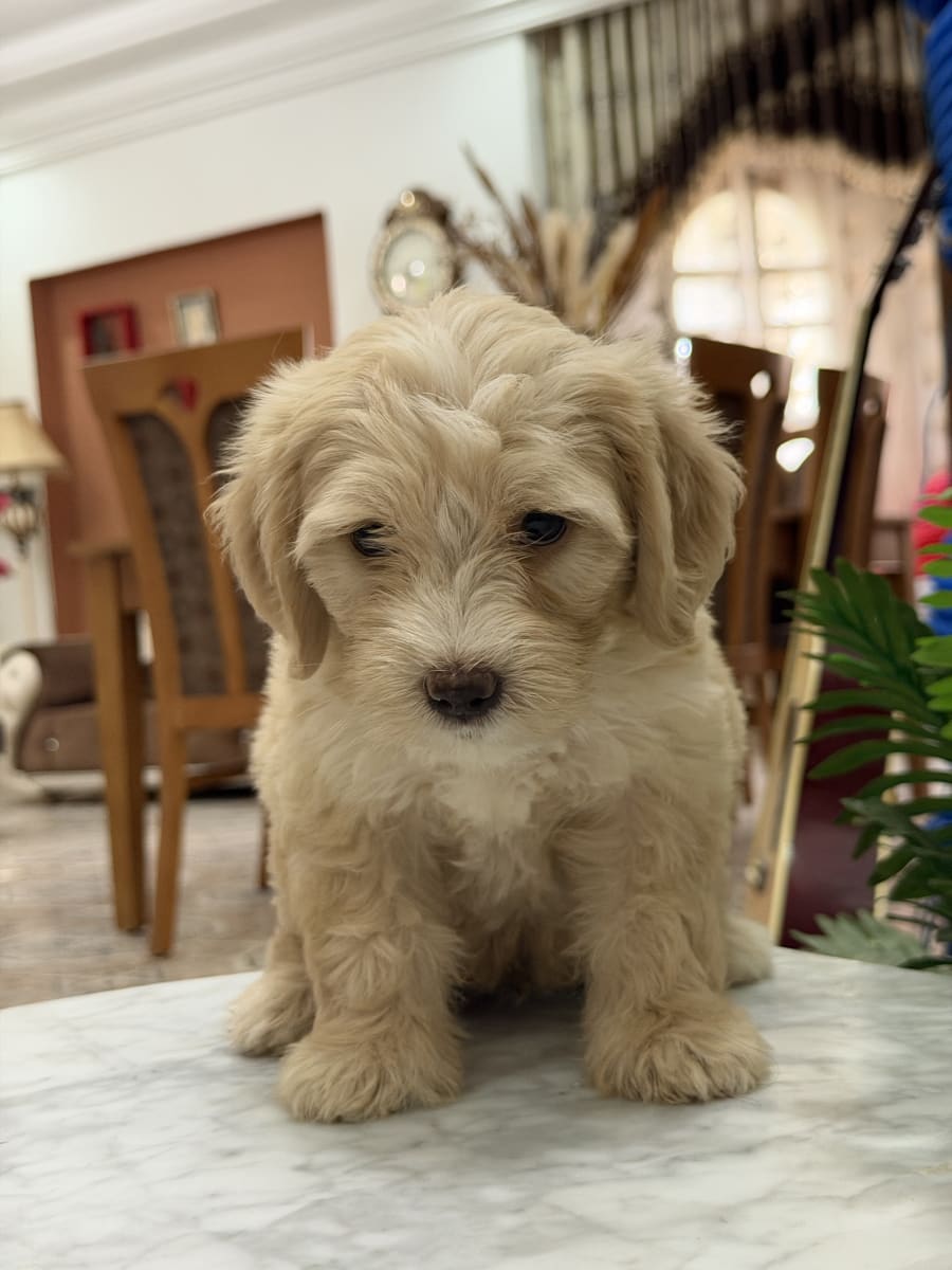 Chiot Caniche Bichon à vendre - Miniature 2