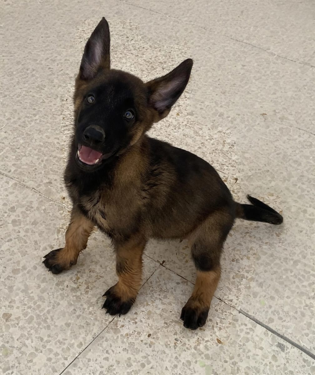 Chiots Malinois race pure