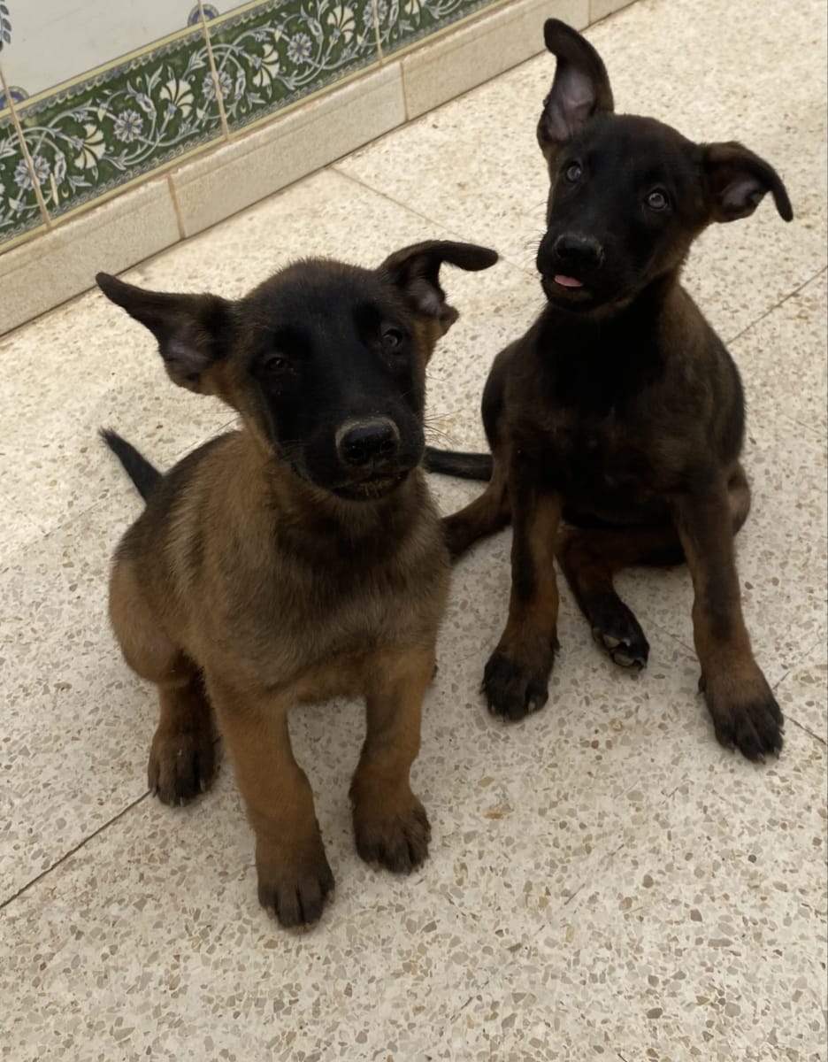 Chiots Malinois race pure - Miniature 3