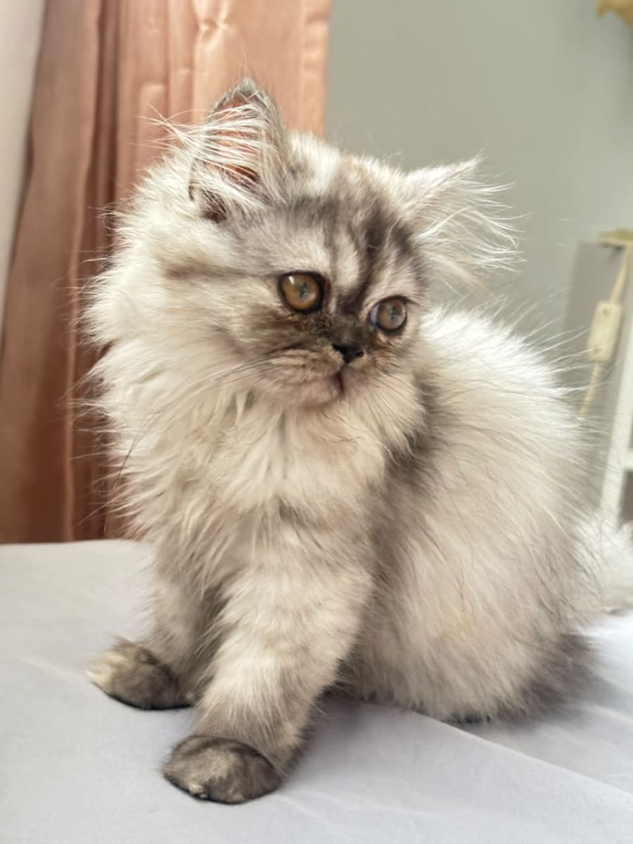 Chaton person femelle de 3 mois