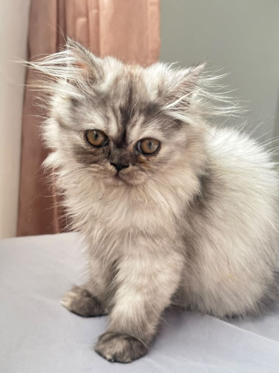 Chaton person femelle de 3 mois - Miniature 2