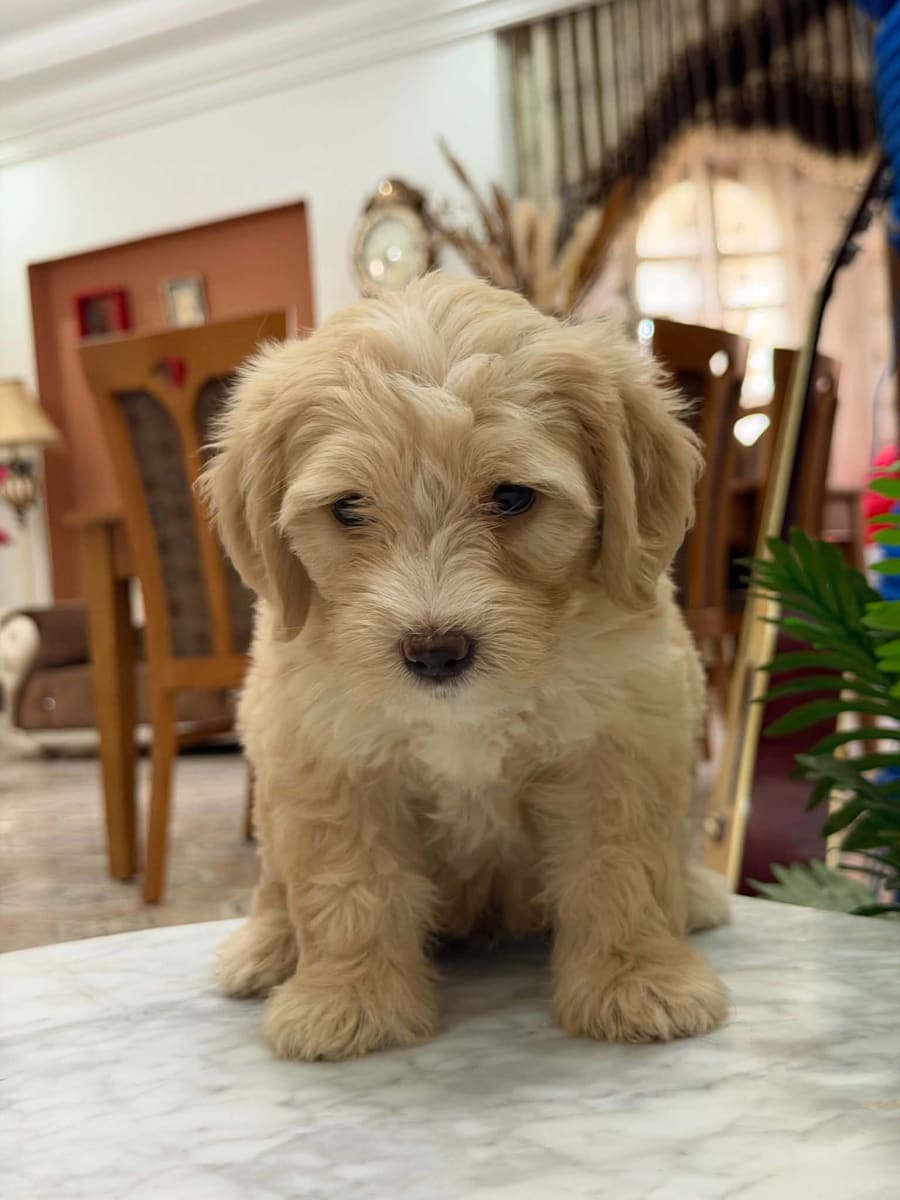 Chiot Caniche Bichon à vendre - Miniature 2