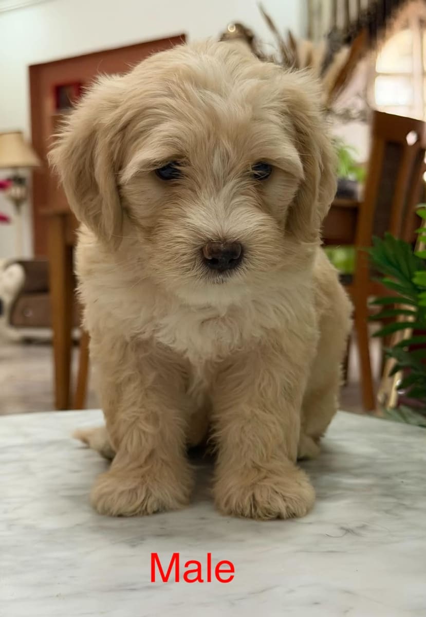 Chiot Caniche Bichon à vendre - Miniature 3