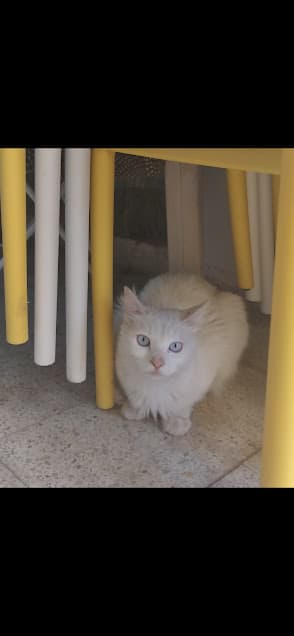 CHAT ANGORA TURC AUX YEUX BLEUS  - Photo 1