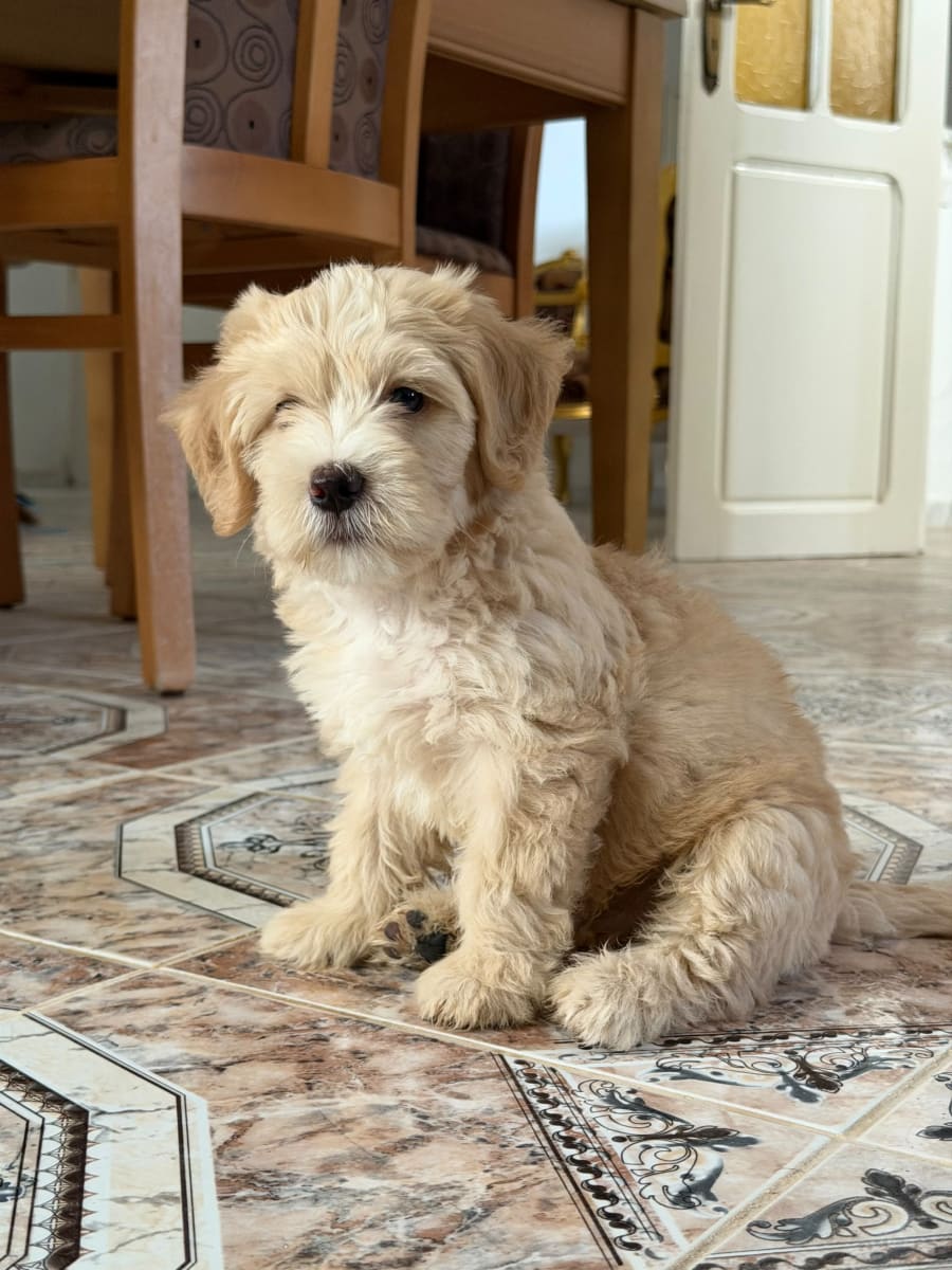 Chiot Caniche Bichon à vendre
