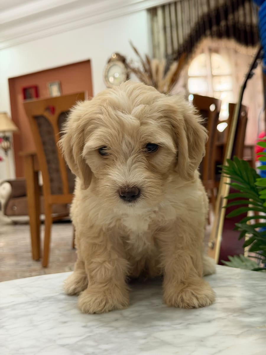 Chiot Caniche Bichon à vendre - Miniature 3