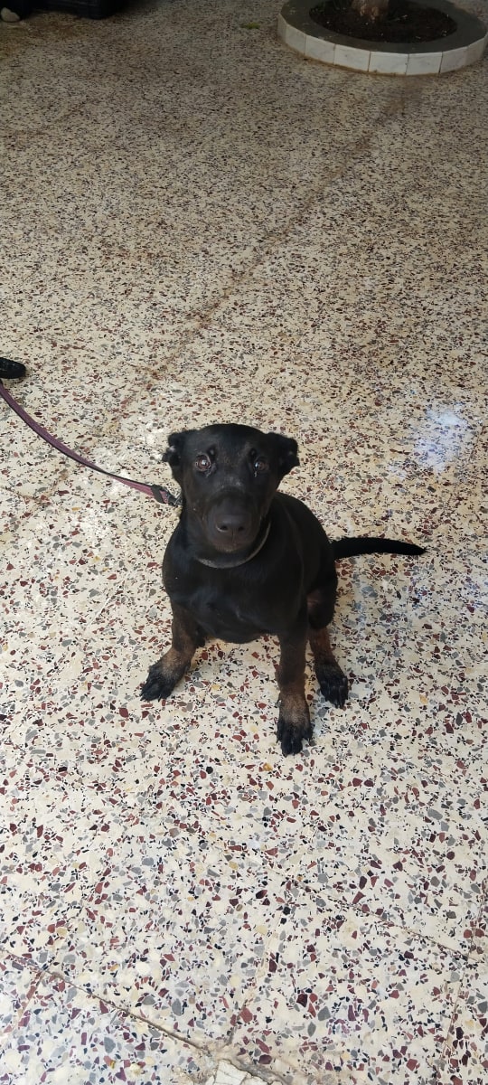 Un super beau malinois
