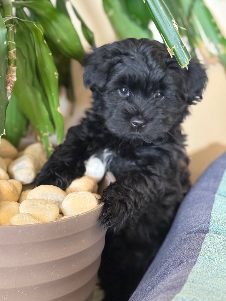 Bichon mâle vacciné noir 