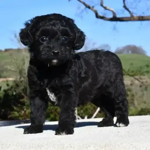 Bichon mâle vacciné noir  - Miniature 2