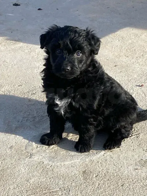Bichon mâle vacciné noir  - Miniature 3