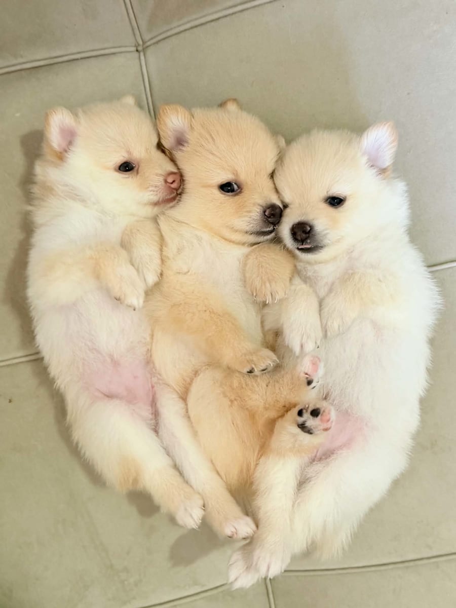 Spitz Pomeranian 