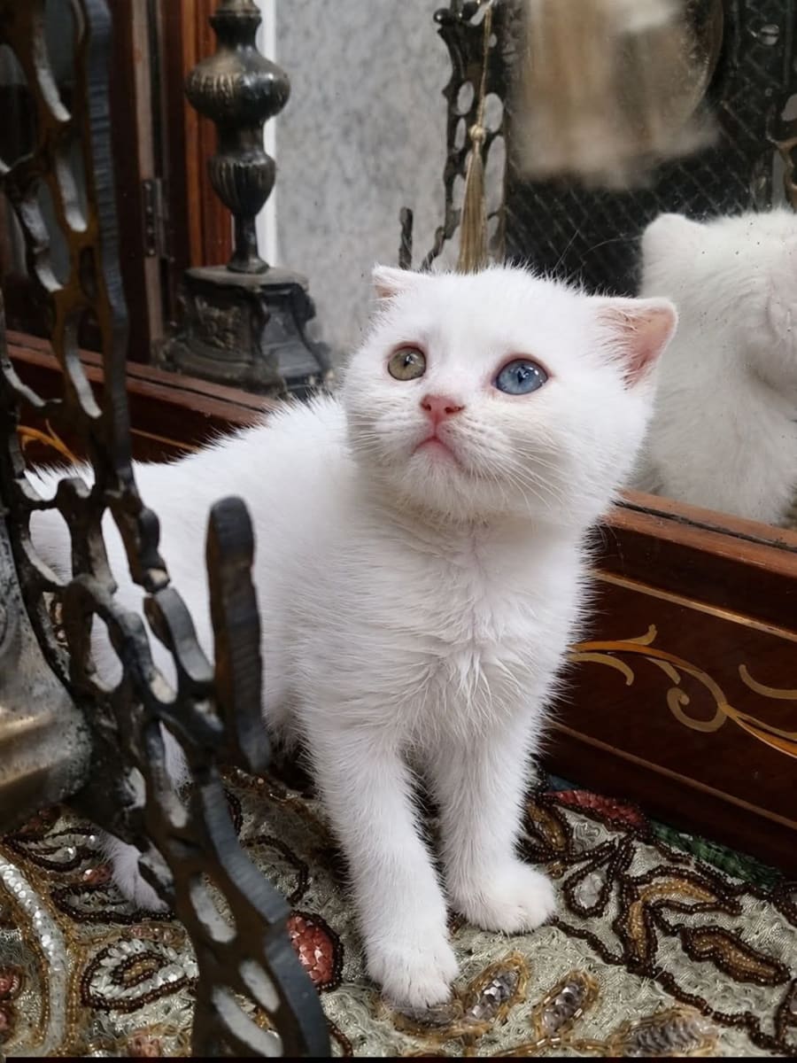 Scottish double fold odded eyes