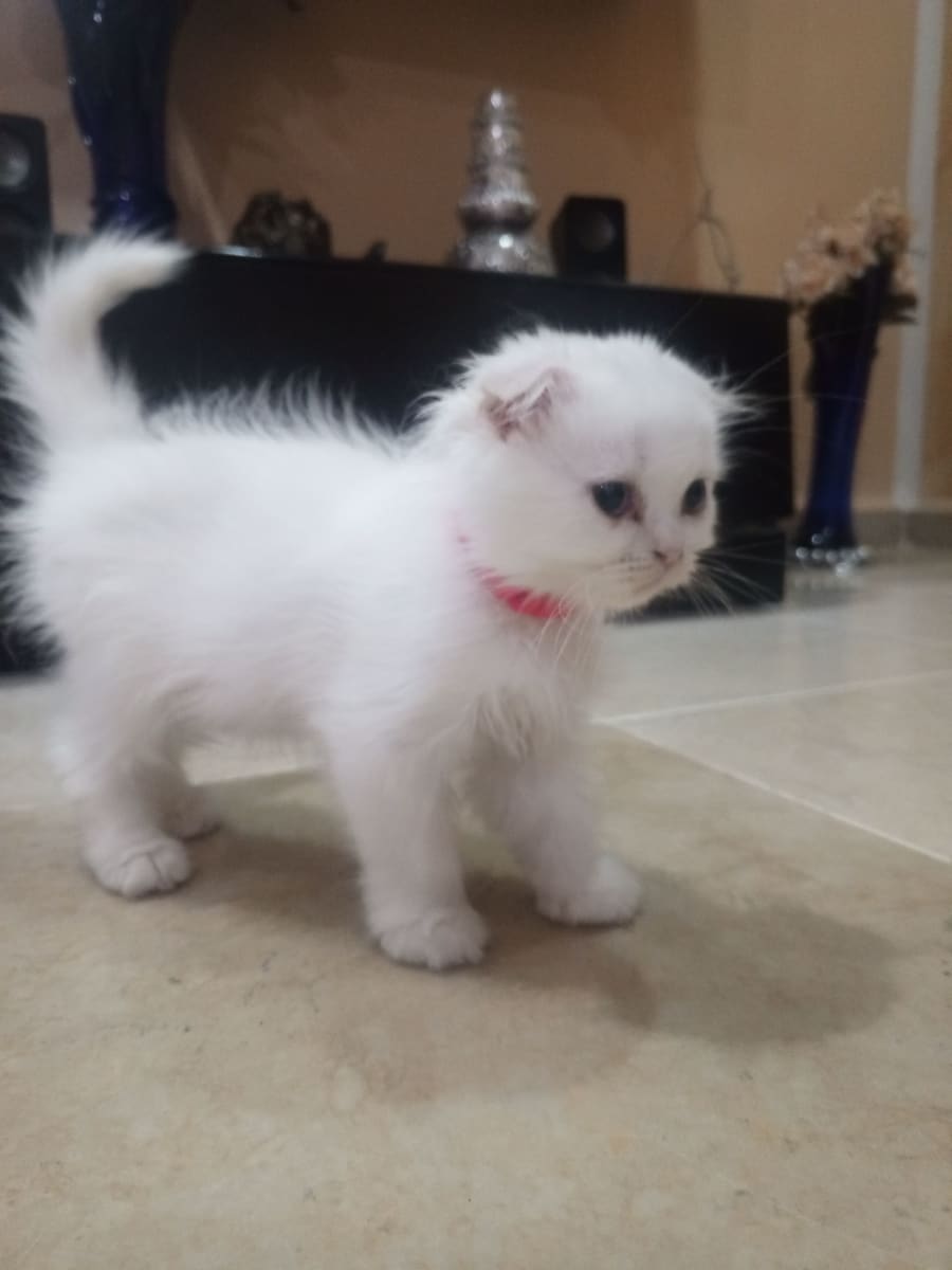 Scottish fold long hair