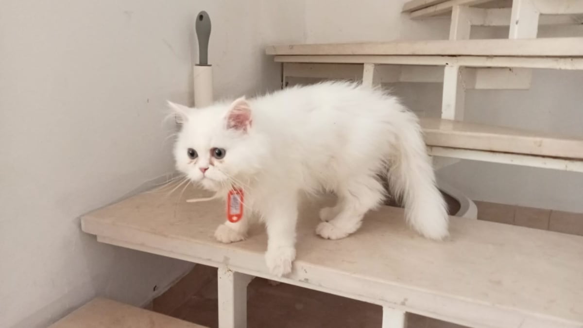 Chaton persan male de 5 mois vacciné et propre  - Miniature 3