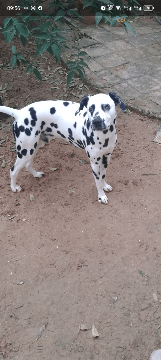 Dalmatien 