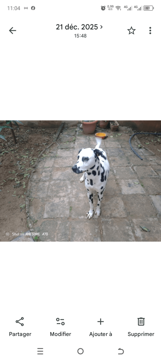 Dalmatien  - Miniature 2