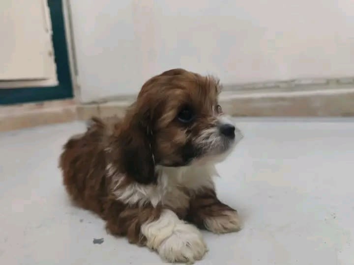 Bichon Havanais