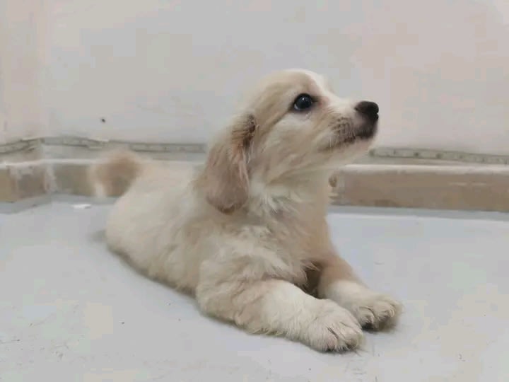 Cocker Spaniel