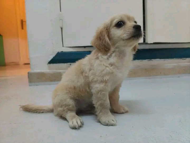 Cocker Spaniel - Miniature 2