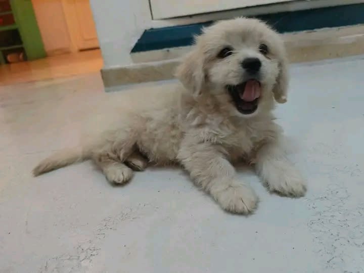 Bichon