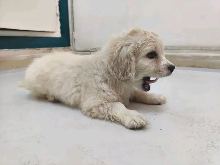  Bichon Cocker Spaniel - Miniature 2