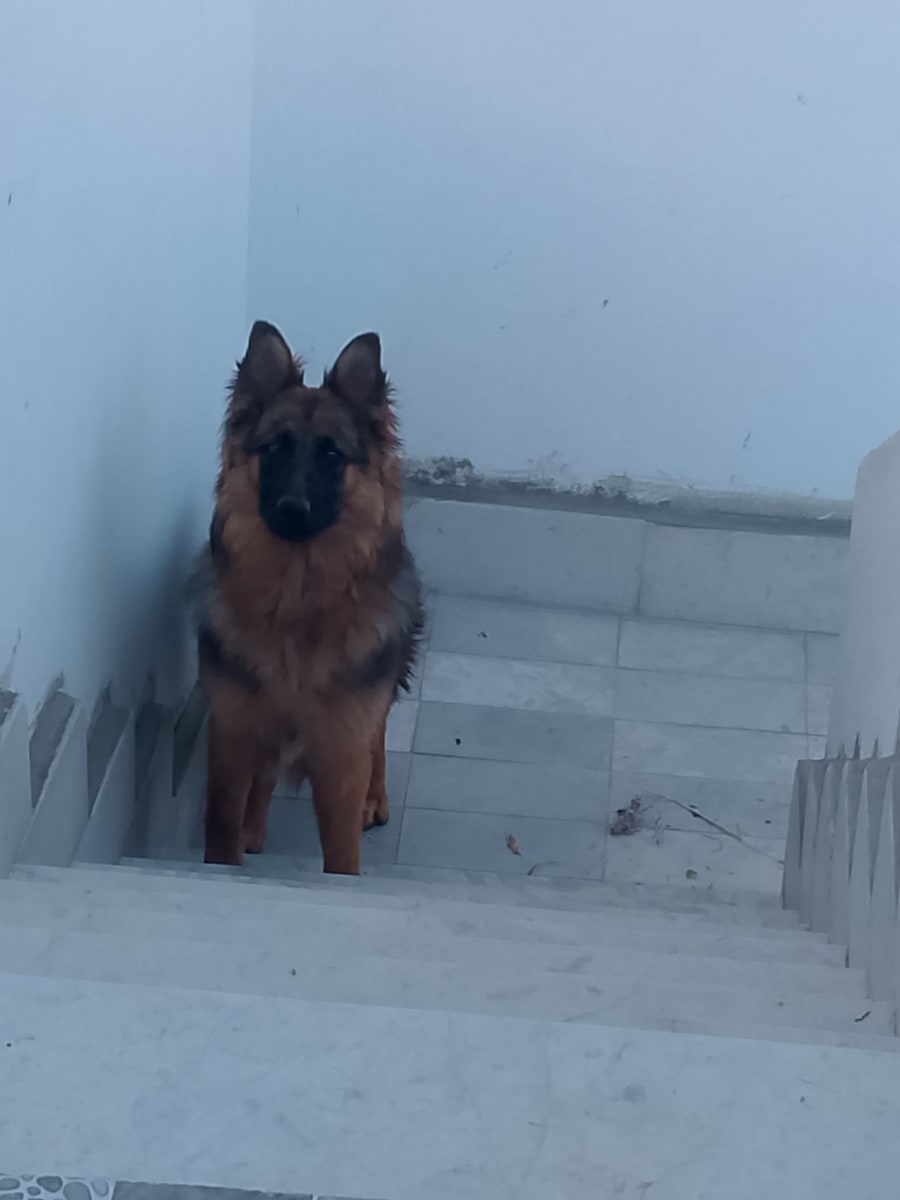 Une chienne berger poi Long 