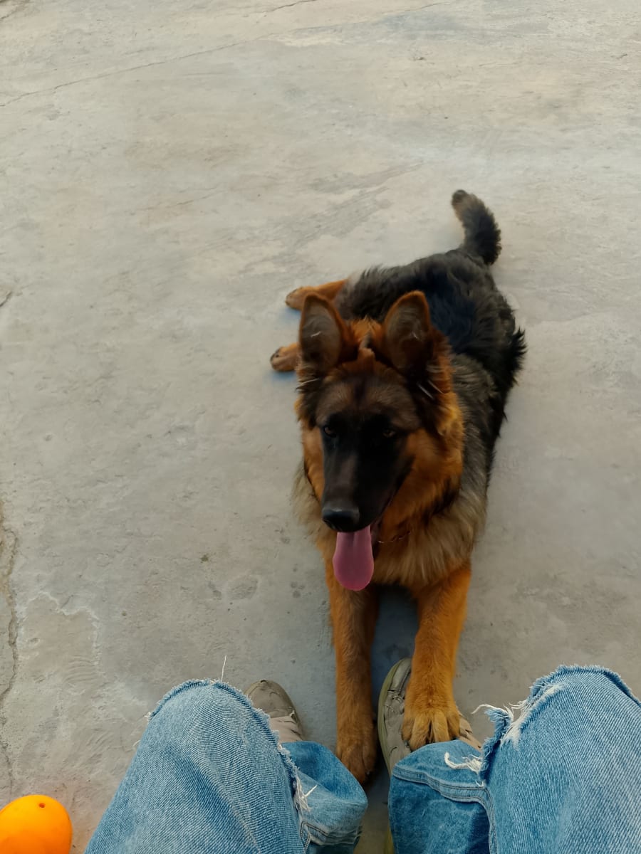 Une chienne berger poi Long  - Miniature 2