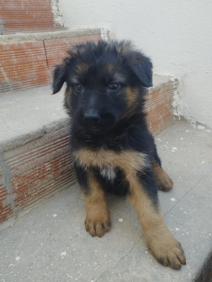 Une chienne berger poi Long  - Miniature 3
