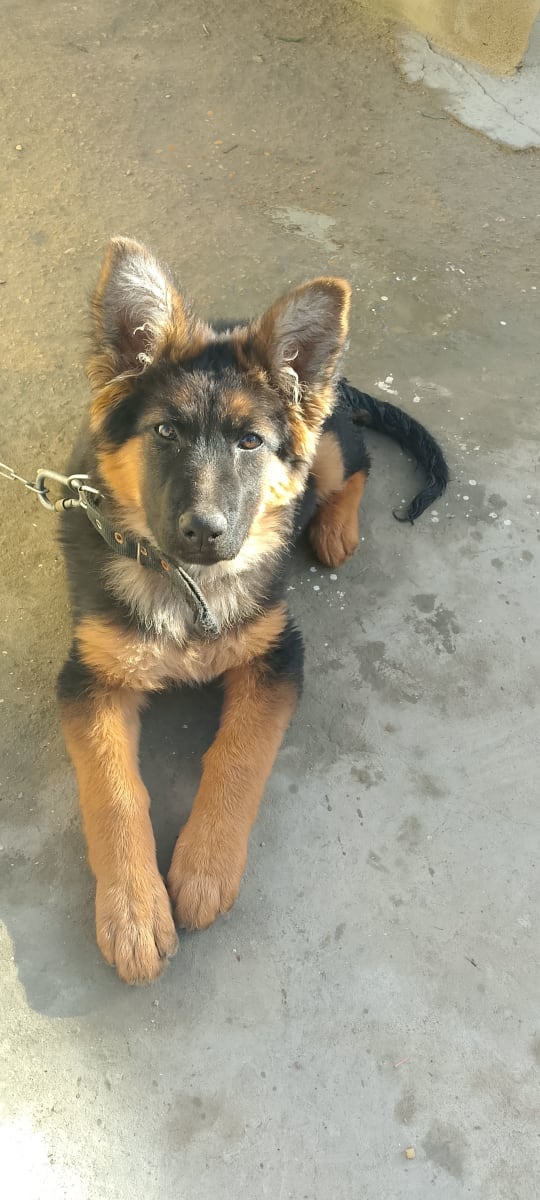Une chienne berger poi Long  - Miniature 4