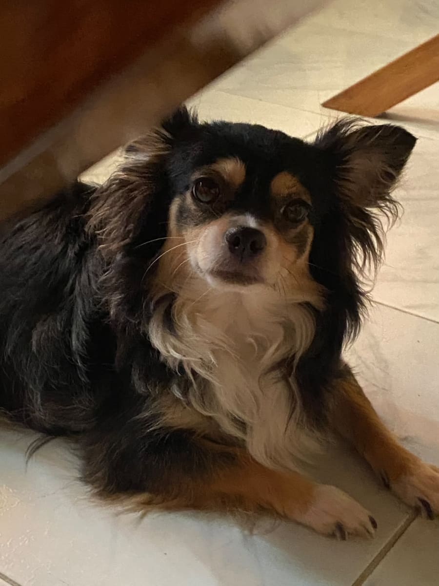 🐶 Chiots mâles type Cavalier King Charles - Photo 1