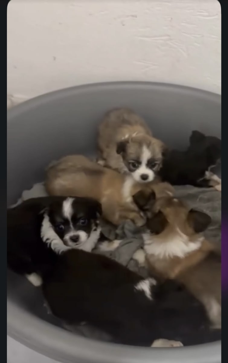 🐶 Chiots mâles type Cavalier King Charles - Miniature 2