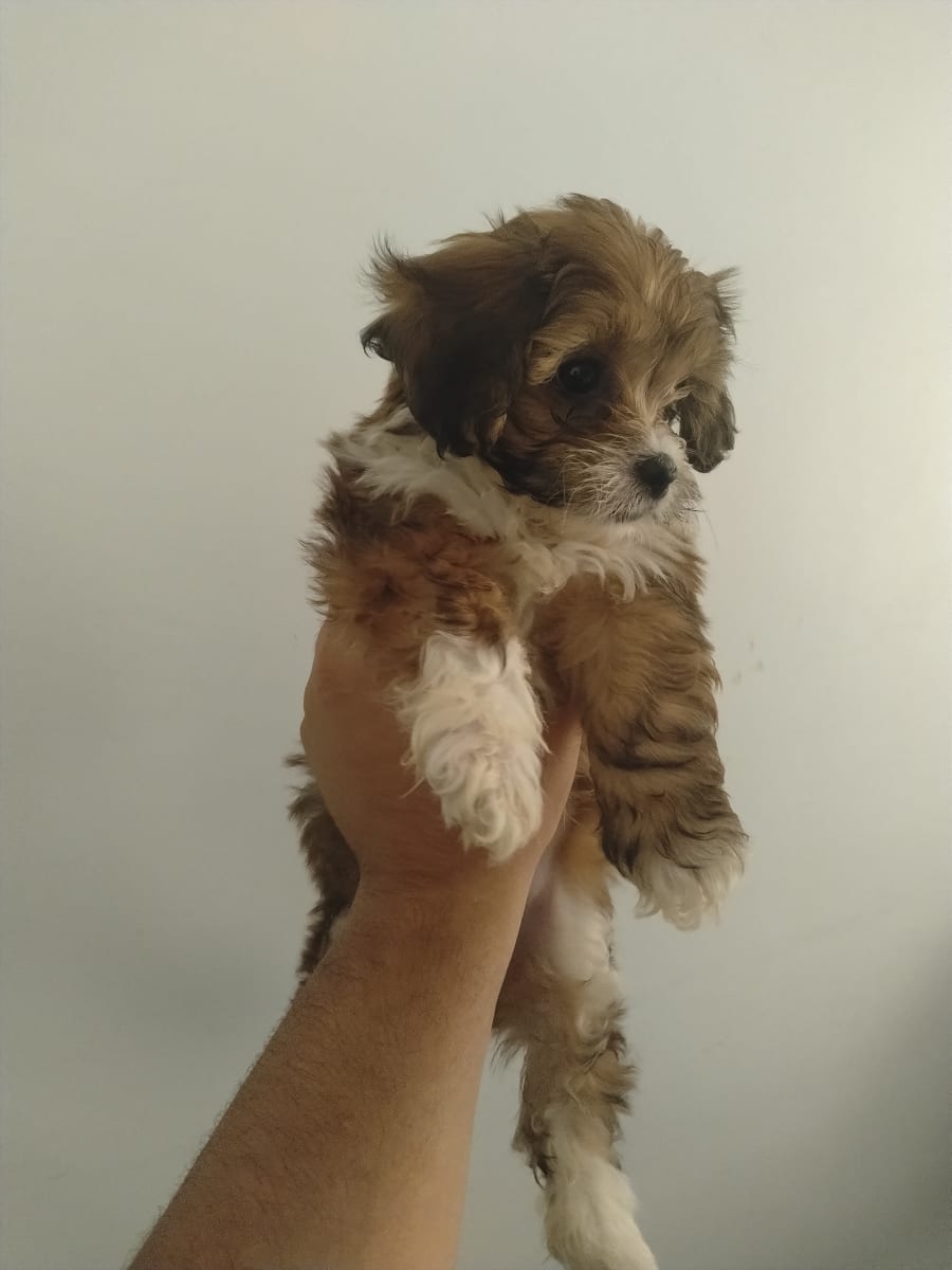 Bichon Havanais