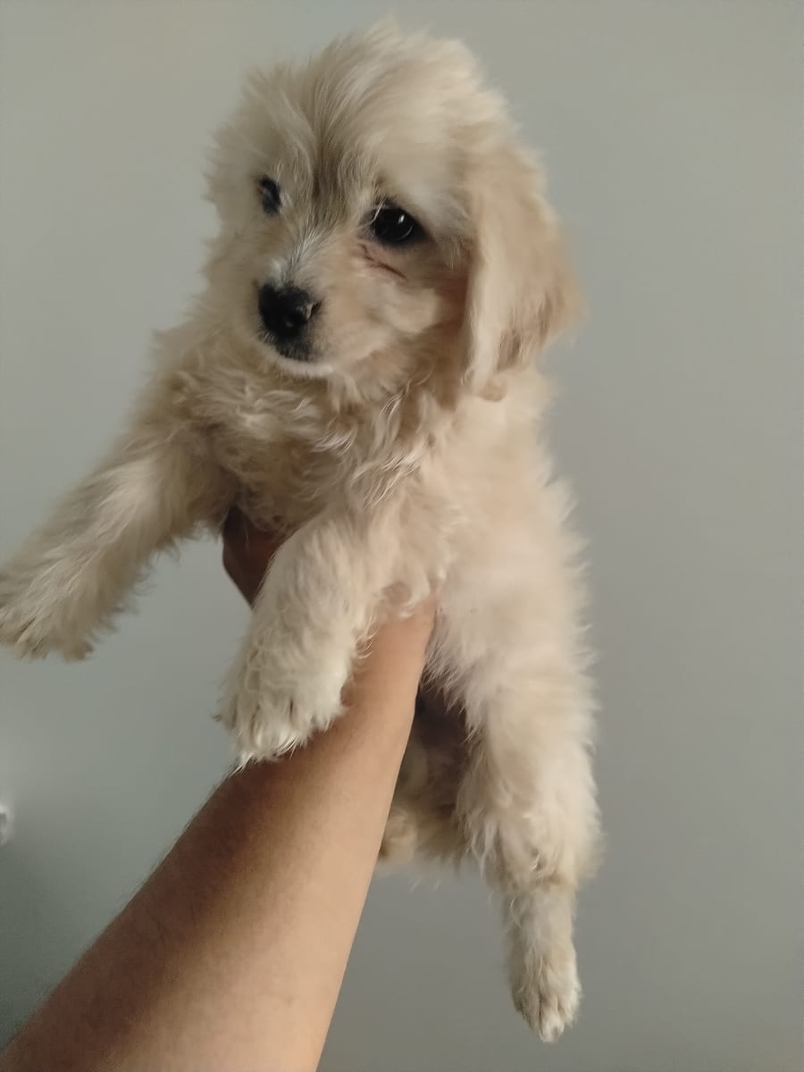 Bichon mâle