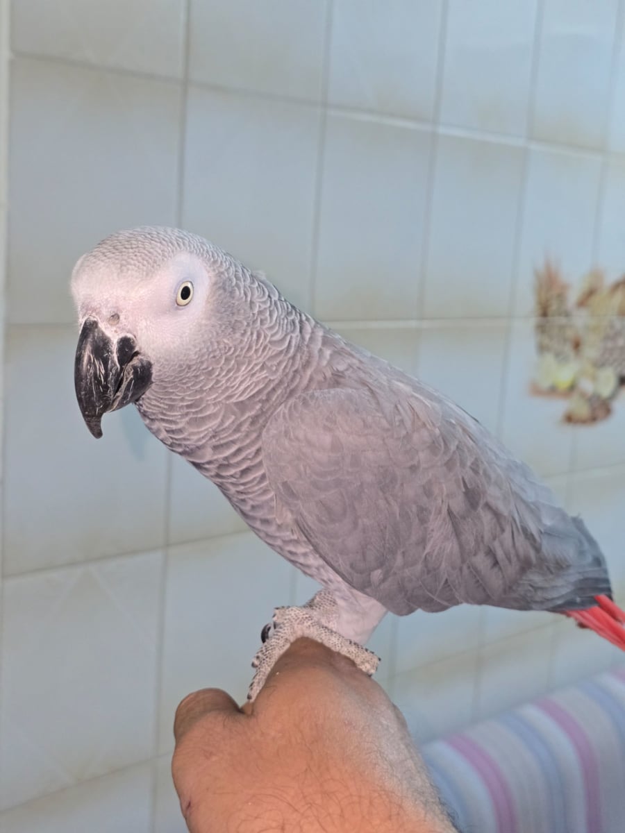 Femelle gris de gabon bien apprivoisé et parleur