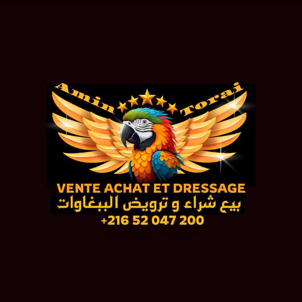 Dressage vente et achat des perroquets - Photo 1