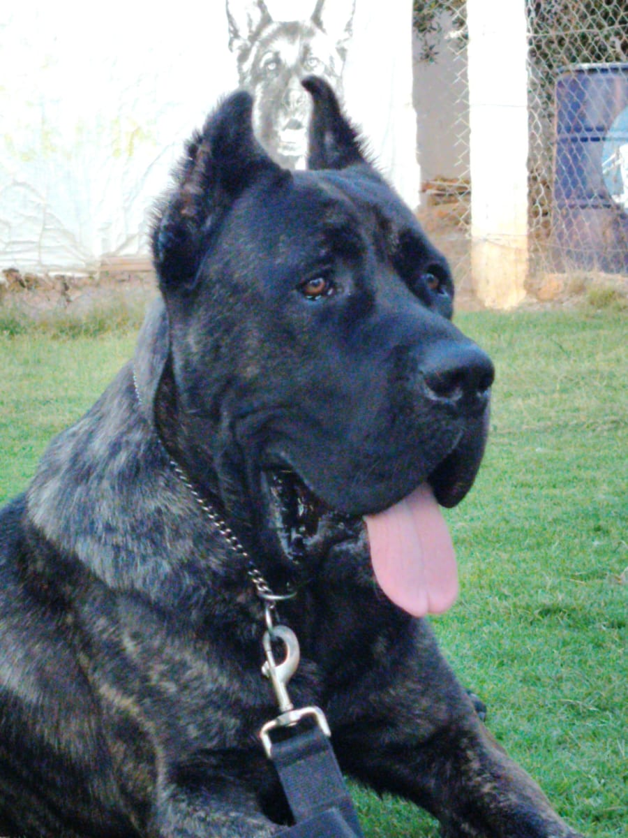 Chien cane corso