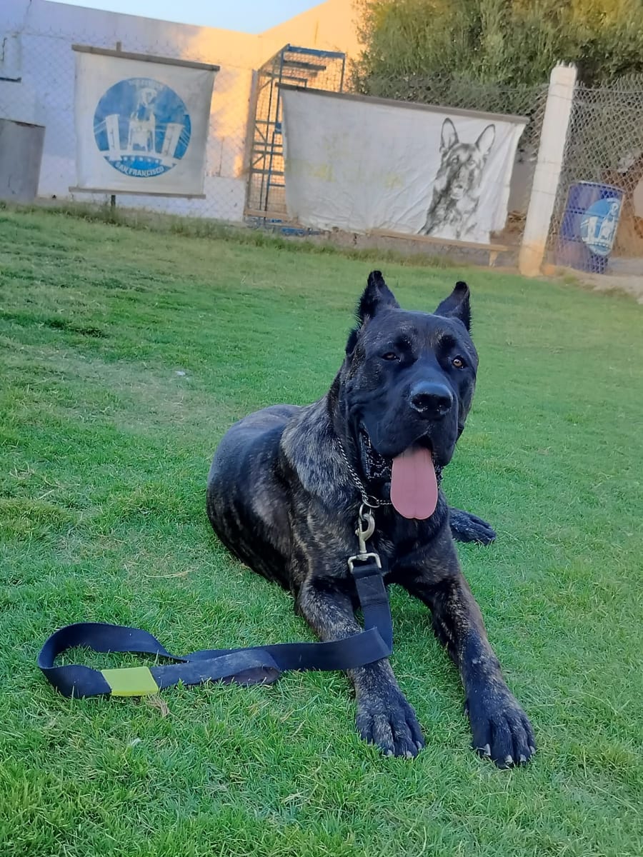 Chien cane corso - Miniature 2
