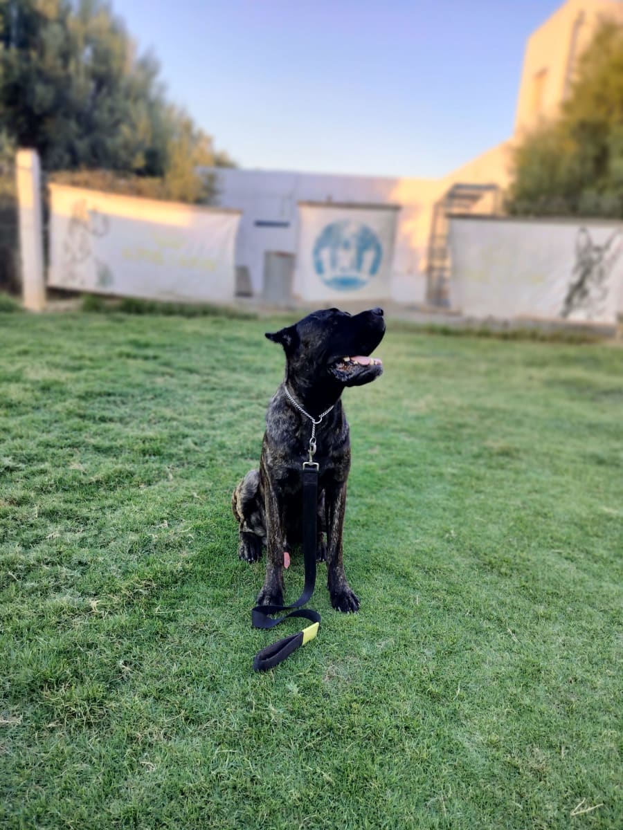 Chien cane corso - Miniature 3