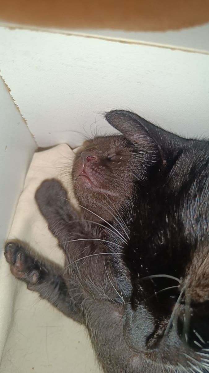 Un petit chat couleur chocolat trop mignon - Photo 1