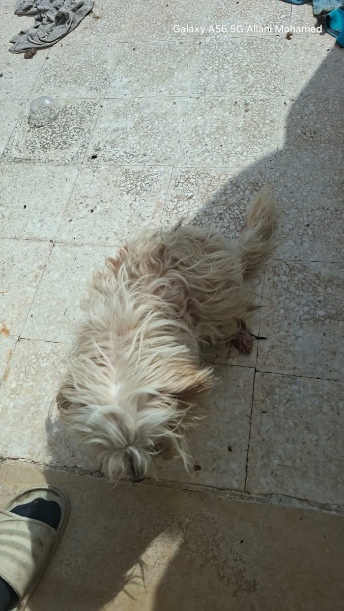 🐶🤍 ADORABLE CANICHE MÂLE À VENDRE . 
