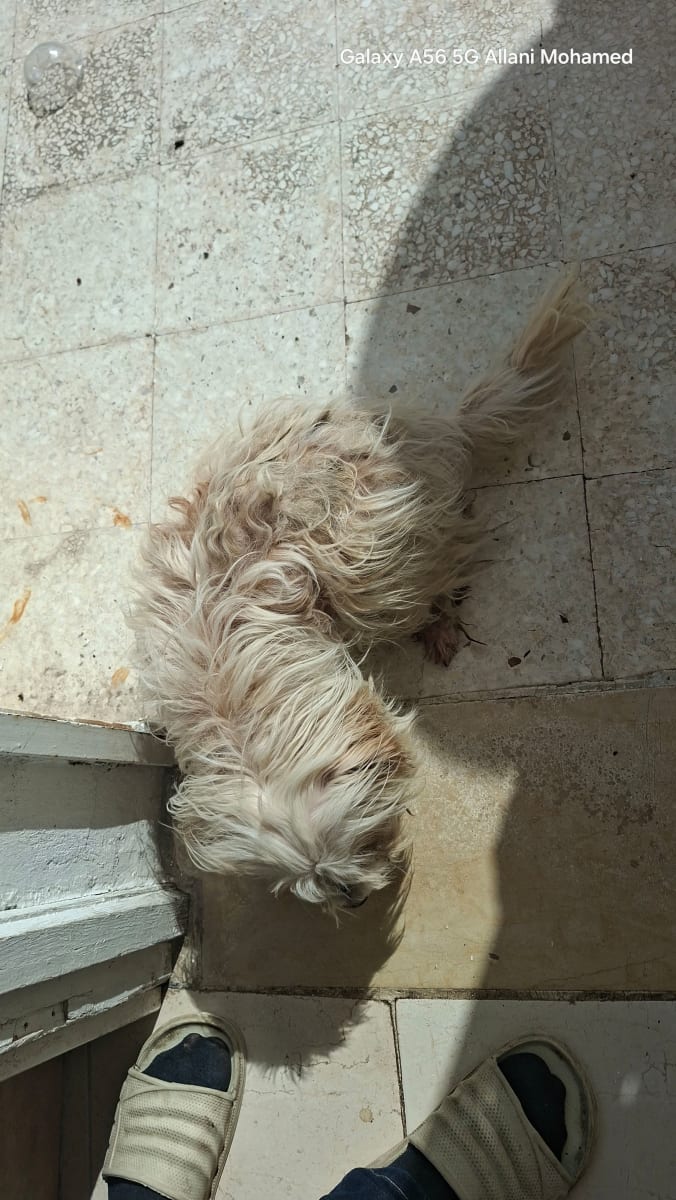 🐶🤍 ADORABLE CANICHE MÂLE À VENDRE .  - Miniature 2