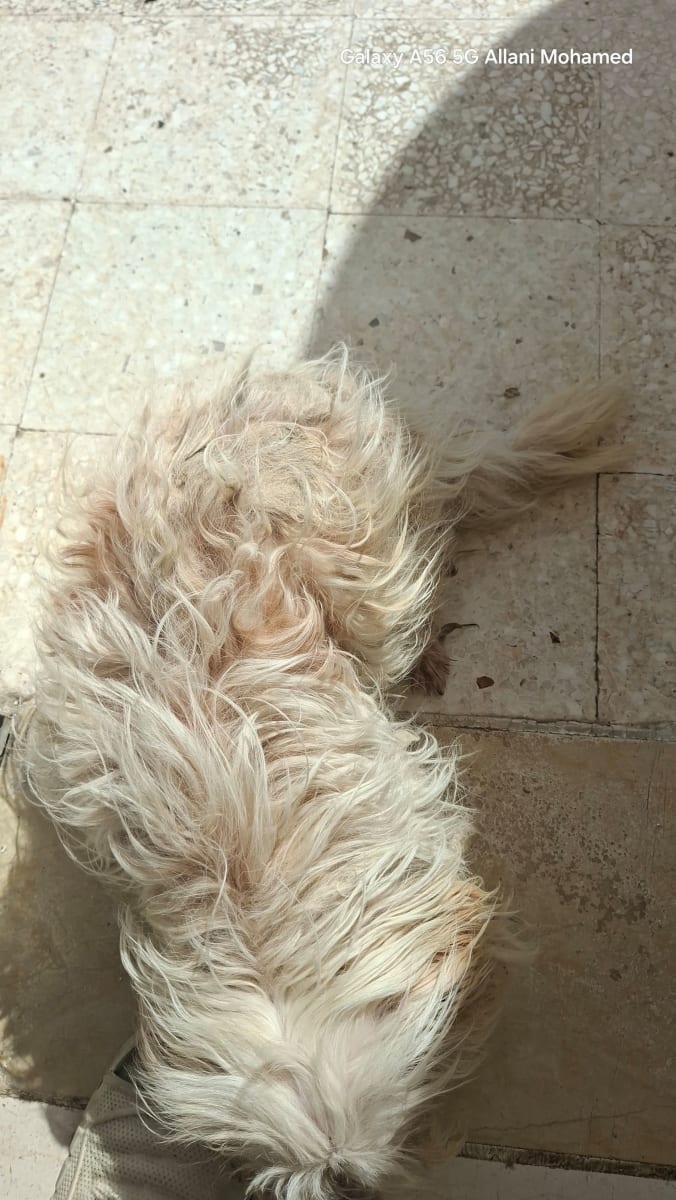 🐶🤍 ADORABLE CANICHE MÂLE À VENDRE .  - Miniature 3