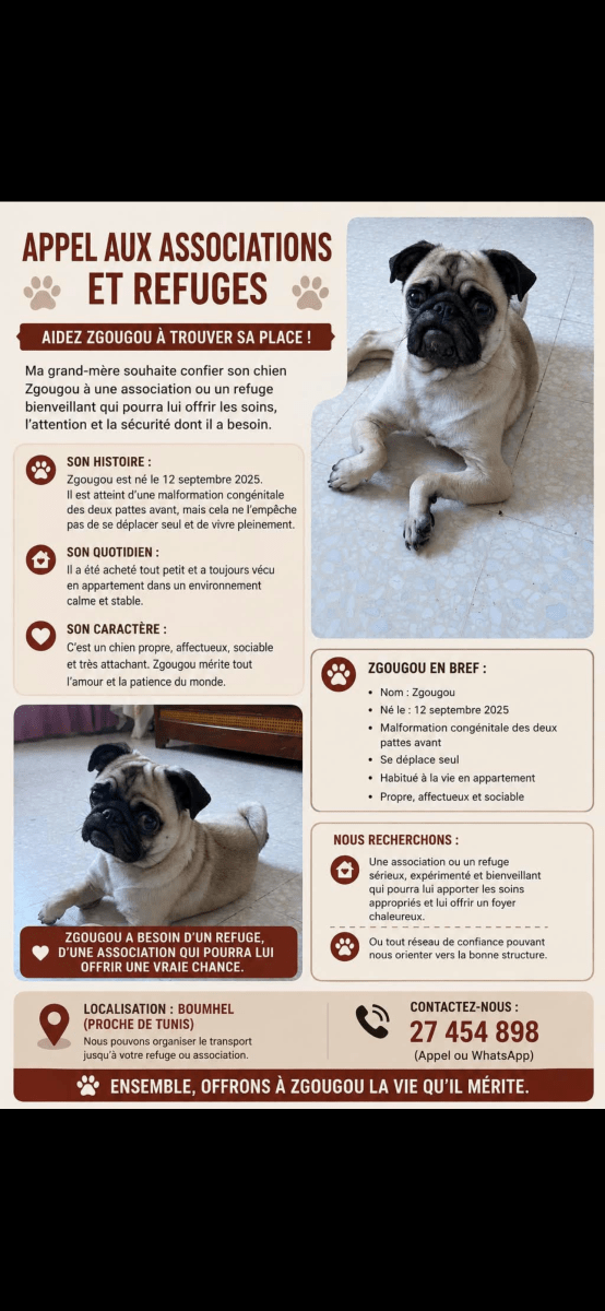Chien à adopter 