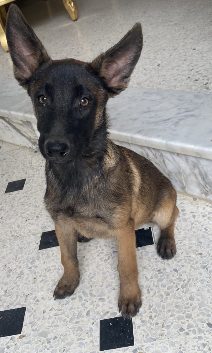 Chiot malinois
