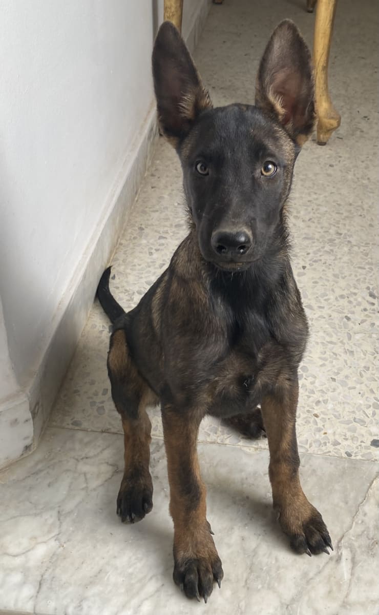 malinois à vendre à kairouan, Tunisie — annonce Animalia - Miniature 2