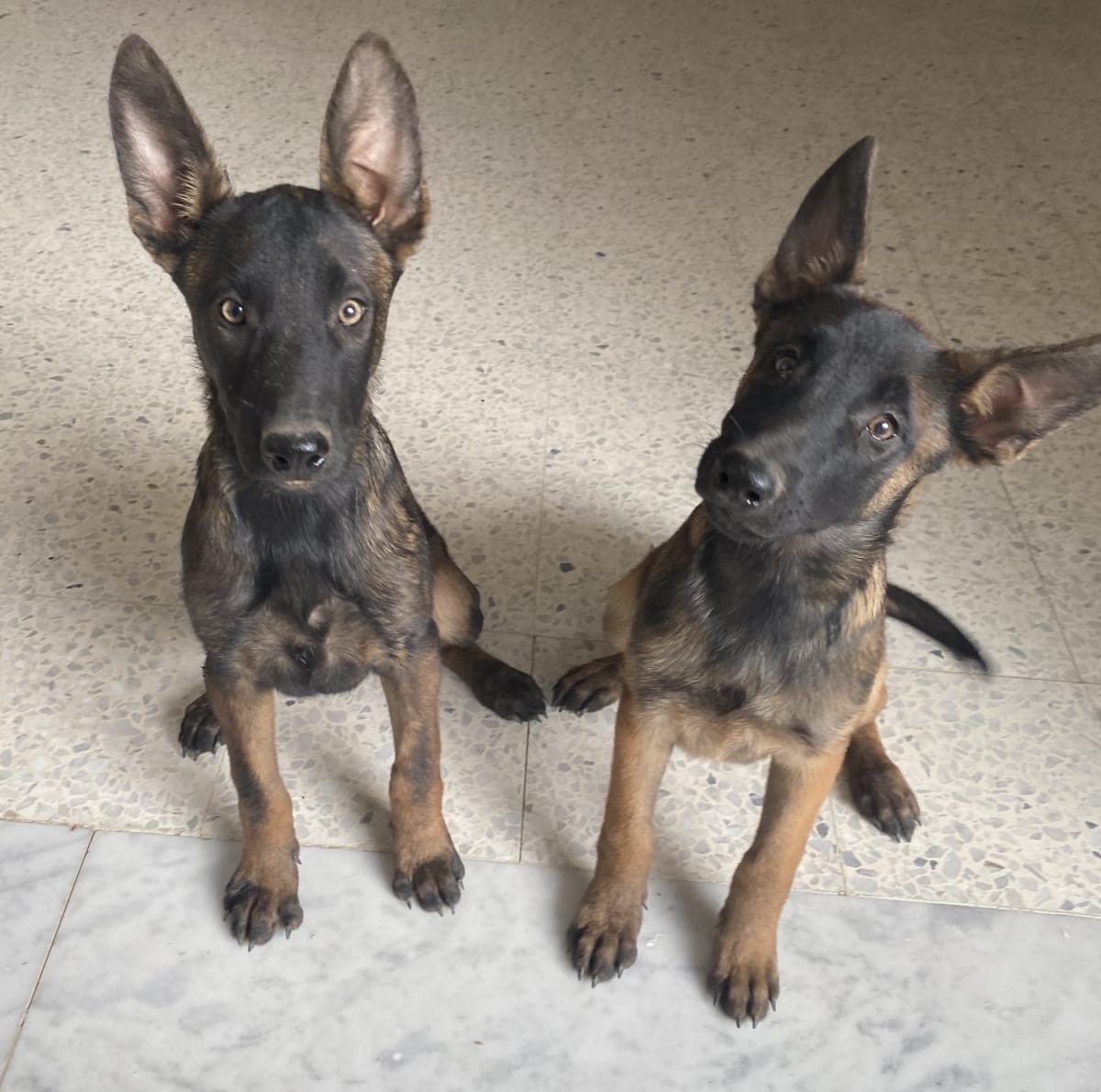 malinois à vendre à kairouan, Tunisie — annonce Animalia - Miniature 3