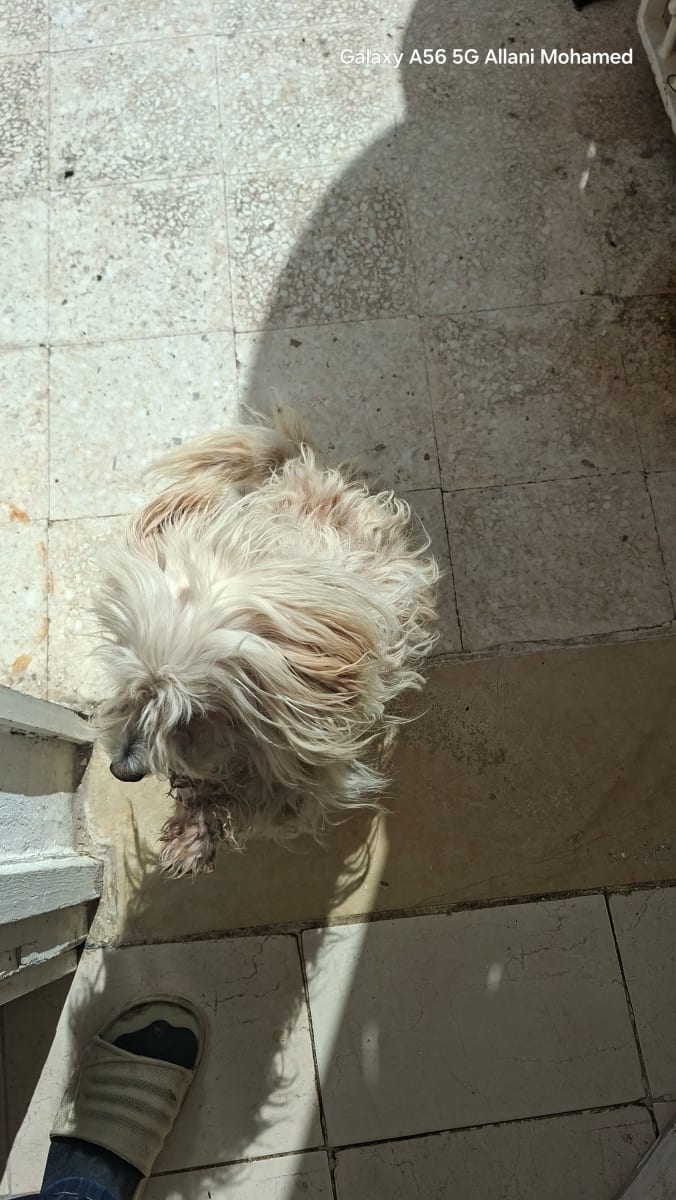 Bichon Maltais à vendre à Medina Jedida, Tunisie — annonce Animalia - Miniature 2