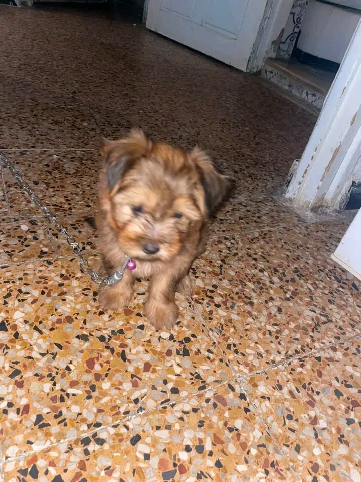 Bichon Maltais à vendre à El Kabaria, Tunisie — annonce Animalia - Miniature 2